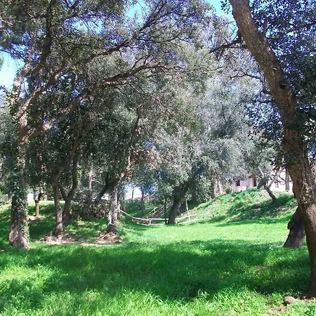 Oyo Goya